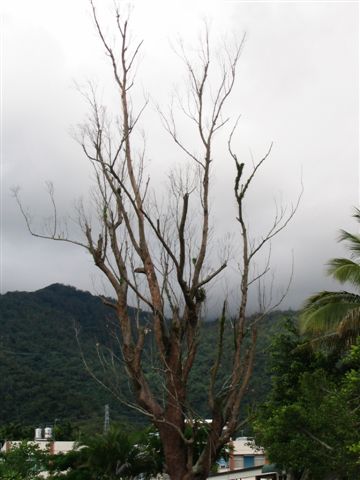 關山國小前面的樹