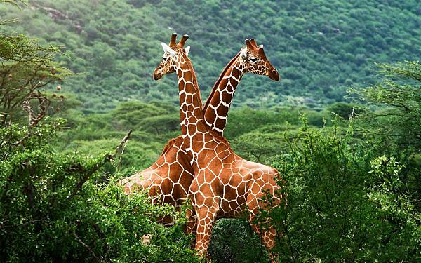 African-savanna-giraffes_1920x1200 African-savanna-giraffes_1920x1200