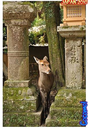 DSC_0051-jp2010.jpg DSC_0051-jp2010.jpg