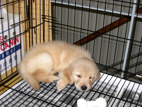 吉鼓一個月二 吉鼓一個月二