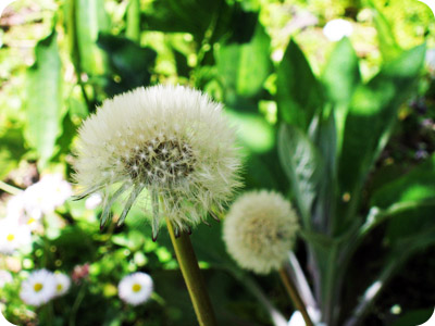 2008阿里山 049.jpg