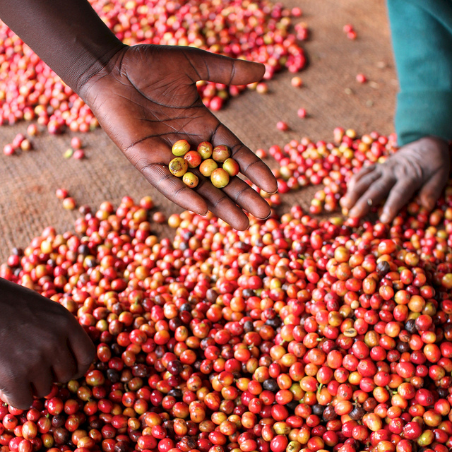 Kenya AA Kaguyu