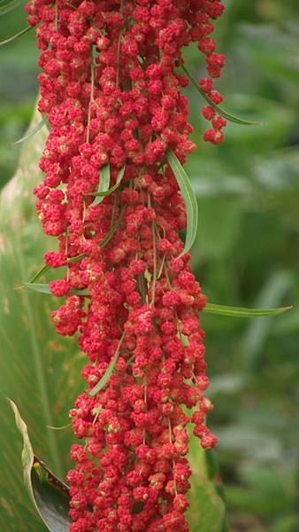 新化-西拉雅 008 新化-西拉雅 008