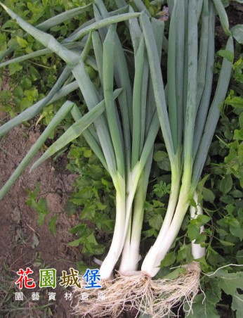 Onion-10