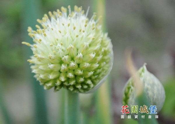 Onion-11