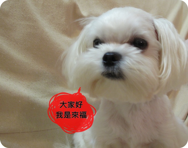 來福 來福