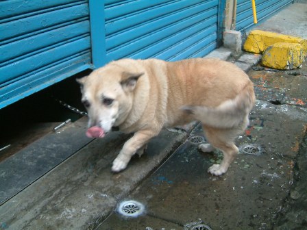 【心情】小白小姐~一路好走~ - 第3張圖 下一張(熱鍵:c)