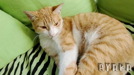 【相機】CASIO EX-Z450~今天來拍喵喵~ - 第15張圖 下一張(熱鍵:c)