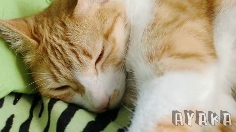 【相機】CASIO EX-Z450~今天來拍喵喵~ - 第16張圖 下一張(熱鍵:c)