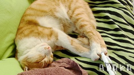 【相機】CASIO EX-Z450~今天來拍喵喵~ - 第7張圖 下一張(熱鍵:c)