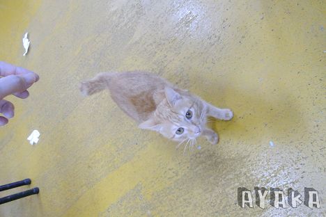 下一張(熱鍵:c)