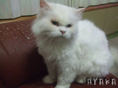 【日記】七月下~MAC/雅黛~七月尾聲活動好多~~ - 第35張圖 下一張(熱鍵:c)