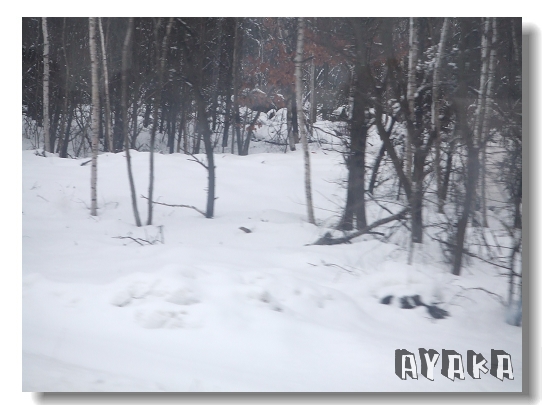 【北海道】DAY1~出發囉/暖冬~蠻溫暖的sapporo/直奔4pla - 第11張圖 下一張(熱鍵:c)