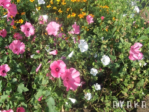 【北海道】DAY3~外公農場/吃壽司/和一些藥妝戰利品 - 第4張圖 下一張(熱鍵:c)