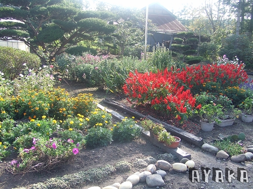 【北海道】DAY3~外公農場/吃壽司/和一些藥妝戰利品 - 第3張圖 下一張(熱鍵:c)