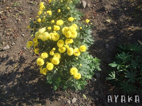 【北海道】DAY3~外公農場/吃壽司/和一些藥妝戰利品 - 第5張圖 下一張(熱鍵:c)