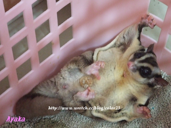 【生活】ミーちゃん日記~原來你也是朝天睡啊~超可愛的~ - 第3張圖