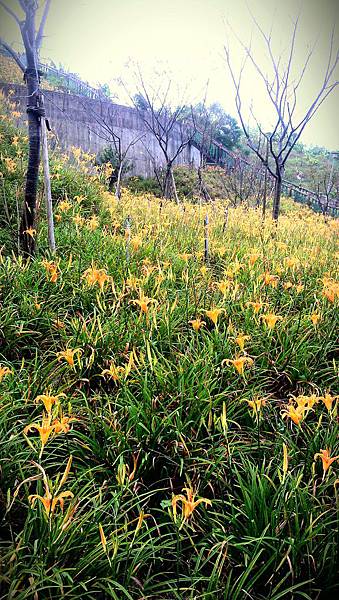 IMAG2492-1-1-1 IMAG2492-1-1-1