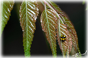 六星瓢蟲 (台灣巧瓢蟲)