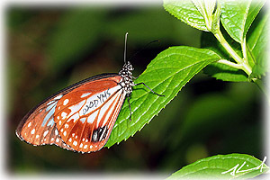 大絹斑蝶 (青斑蝶) 