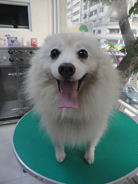 102.11.22瓜瓜嚕毛 102.11.22瓜瓜嚕毛