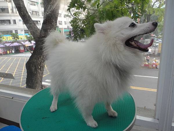 102.11.22瓜瓜嚕毛 102.11.22瓜瓜嚕毛