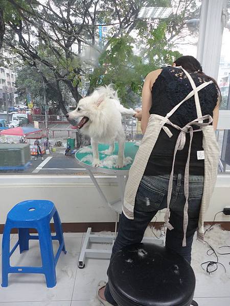 102.11.22瓜瓜嚕毛 102.11.22瓜瓜嚕毛