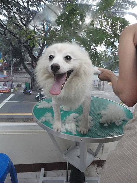 102.11.22瓜瓜嚕毛 102.11.22瓜瓜嚕毛