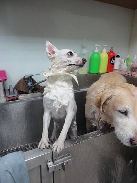 102.11.22瓜瓜嚕毛 102.11.22瓜瓜嚕毛