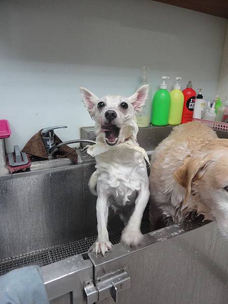 102.11.22瓜瓜嚕毛 102.11.22瓜瓜嚕毛