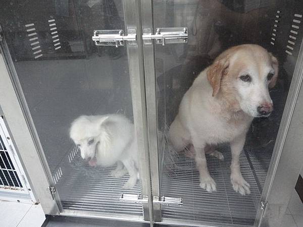 102.11.22瓜瓜嚕毛 102.11.22瓜瓜嚕毛