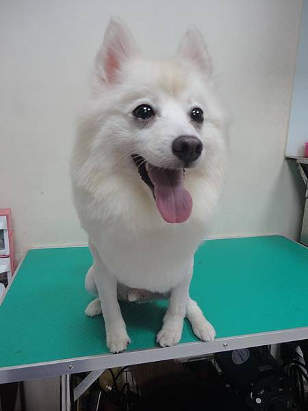 102.11.22瓜瓜嚕毛 102.11.22瓜瓜嚕毛