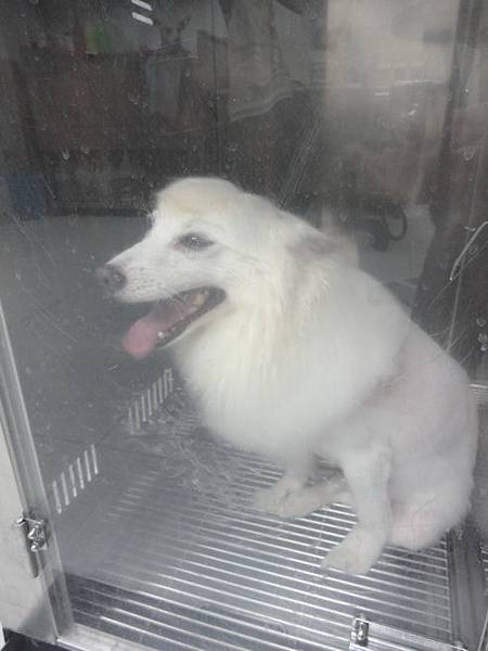 102.11.22瓜瓜嚕毛 102.11.22瓜瓜嚕毛