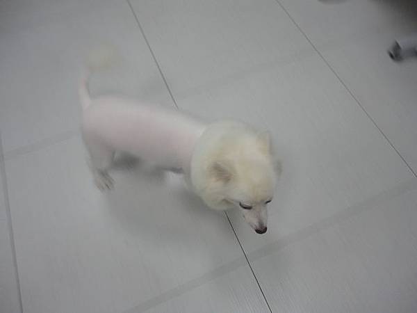 102.11.22瓜瓜嚕毛 102.11.22瓜瓜嚕毛