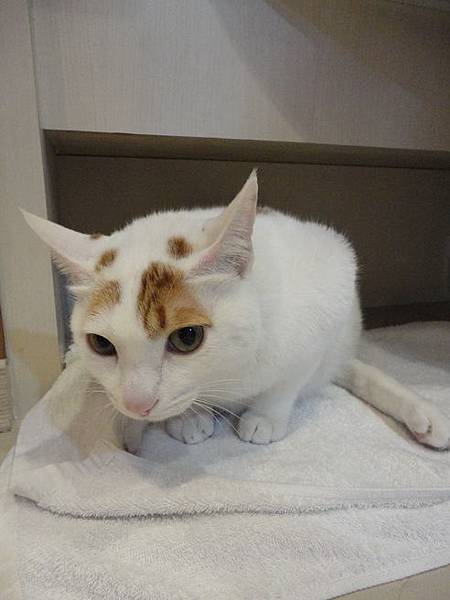 102.12.29貓診間開幕 102.12.29貓診間開幕