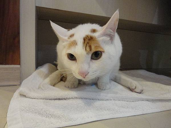 102.12.29貓診間開幕 102.12.29貓診間開幕