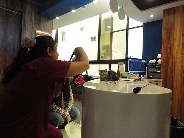 102.12.29貓診間開幕 102.12.29貓診間開幕