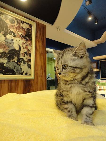 102.12.29貓診間開幕 102.12.29貓診間開幕