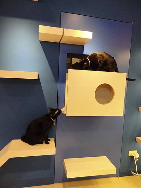 102.12.29貓診間開幕 102.12.29貓診間開幕