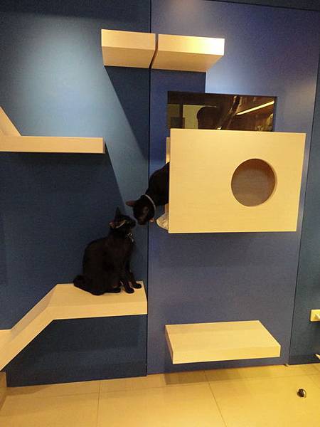 102.12.29貓診間開幕 102.12.29貓診間開幕