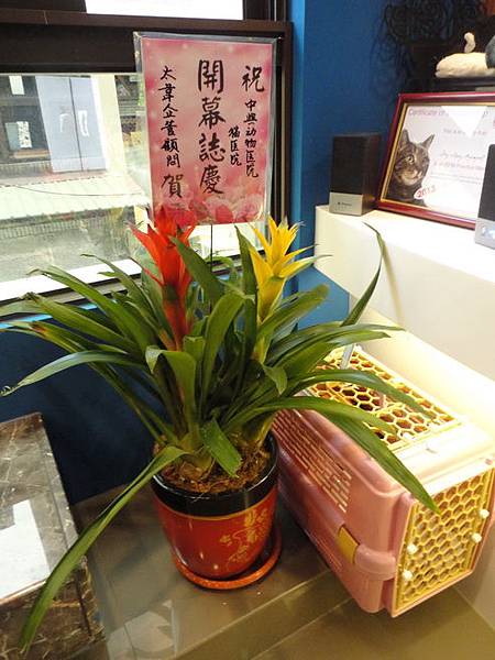 102.12.29貓診間開幕 102.12.29貓診間開幕