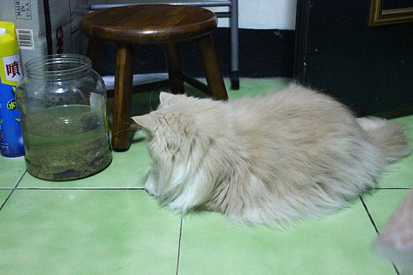 102.04.18茉莉看蝦蝦 102.04.18茉莉看蝦蝦