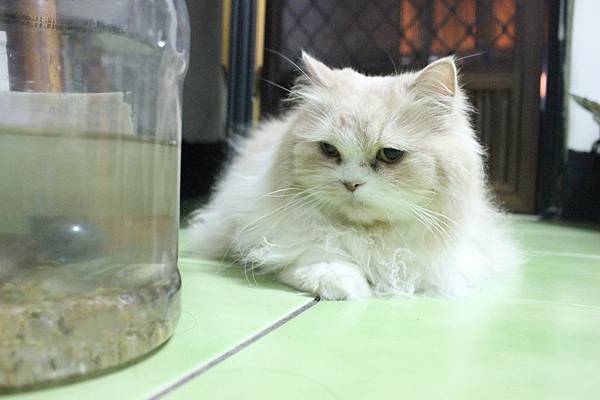 102.04.18茉莉看蝦蝦 102.04.18茉莉看蝦蝦