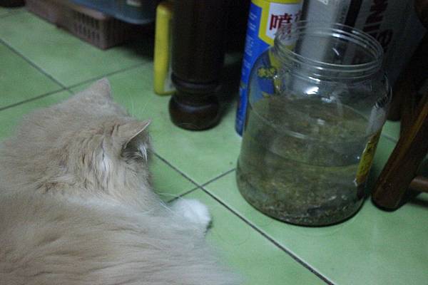 102.04.18茉莉看蝦蝦 102.04.18茉莉看蝦蝦