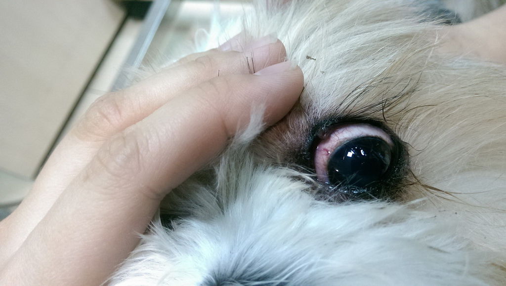 104.01.15coffee第二次點眼睛液態氮