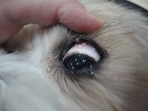 104.01.23coffee第三次眼睛眼睛液態氮