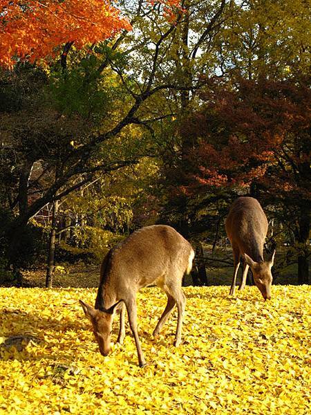 nara deer 3