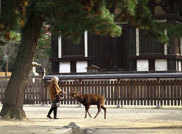 nara deer 4