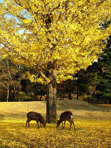 nara deer 7