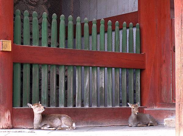 nara deer 10